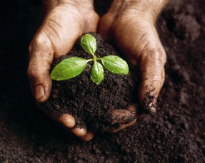 Hands Holding a Seedling and Soil